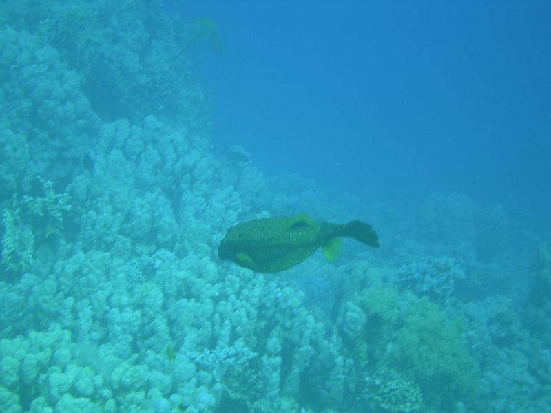 SAFAGA 07  2008 149.jpg